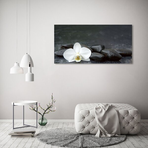 Foto obraz na plátně Orchidej oc-113617594