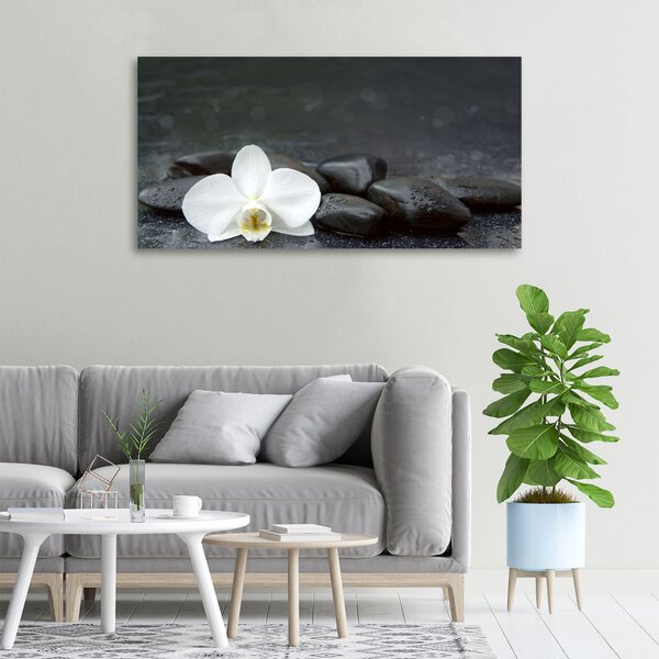 Foto obraz na plátně Orchidej oc-113617594
