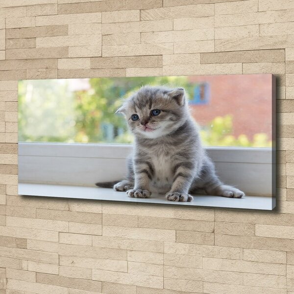 Foto obraz canvas Malá kočka u okna oc-114401117
