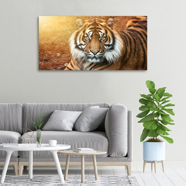 Moderní fotoobraz canvas na rámu Bengálský tygr oc-116603957