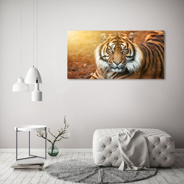 Moderní fotoobraz canvas na rámu Bengálský tygr oc-116603957