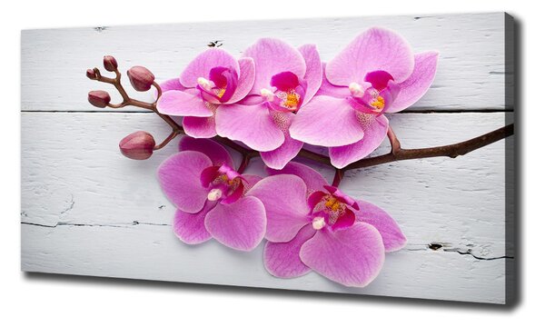 Foto obraz na plátně Orchidej a na stromě oc-118409675