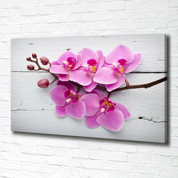 Foto obraz na plátně Orchidej a na stromě oc-118409675
