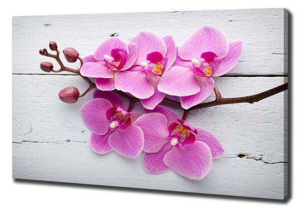 Foto obraz na plátně Orchidej a na stromě oc-118409675