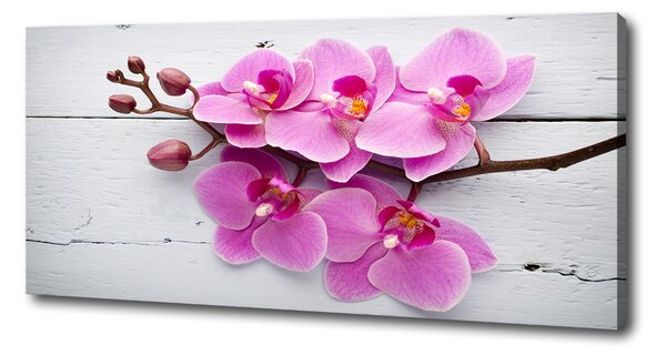 Foto obraz na plátně Orchidej a na stromě oc-118409675