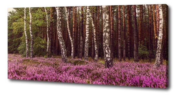 Foto obraz na plátně Vřesoviště oc-120519318
