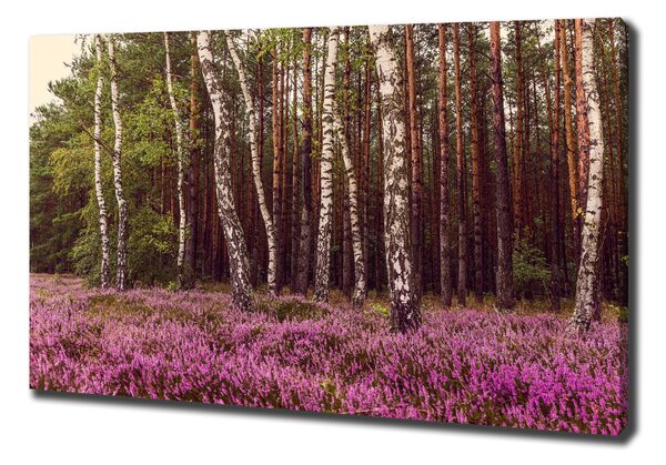 Foto obraz na plátně Vřesoviště oc-120519318