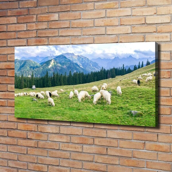 Foto obraz na plátně Ovce v Tatrách oc-121151461