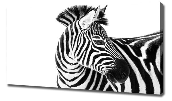 Foto obraz canvas Zebra ve sněhu oc-121577688
