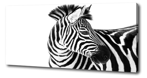Foto obraz canvas Zebra ve sněhu oc-121577688