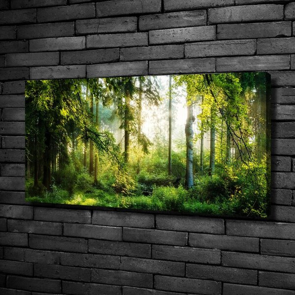 Foto obraz canvas Ranní slunce les oc-122163677