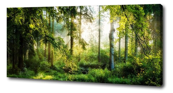 Foto obraz canvas Ranní slunce les oc-122163677