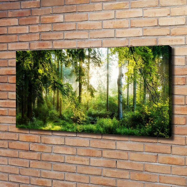 Foto obraz canvas Ranní slunce les oc-122163677