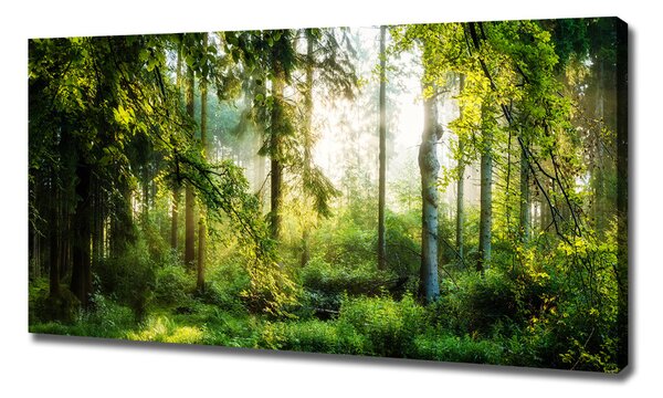 Foto obraz canvas Ranní slunce les oc-122163677