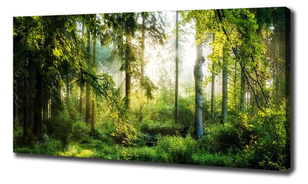 Foto obraz canvas Ranní slunce les oc-122163677