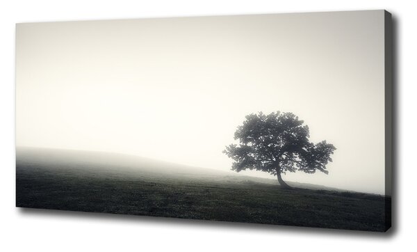 Foto obraz na plátně Strom oc-122846887