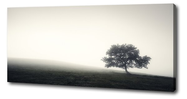 Foto obraz na plátně Strom oc-122846887