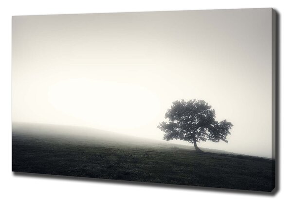 Foto obraz na plátně Strom oc-122846887