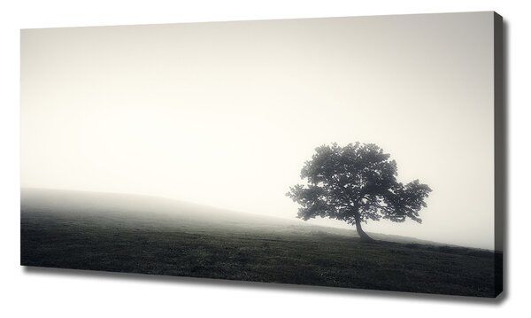 Foto obraz na plátně Strom oc-122846887