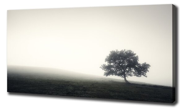 Foto obraz na plátně Strom oc-122846887