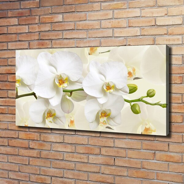 Foto obraz na plátně Orchidej oc-123330197