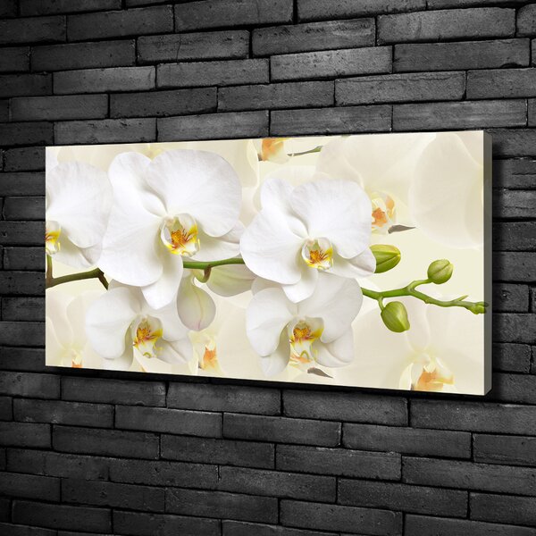 Foto obraz na plátně Orchidej oc-123330197