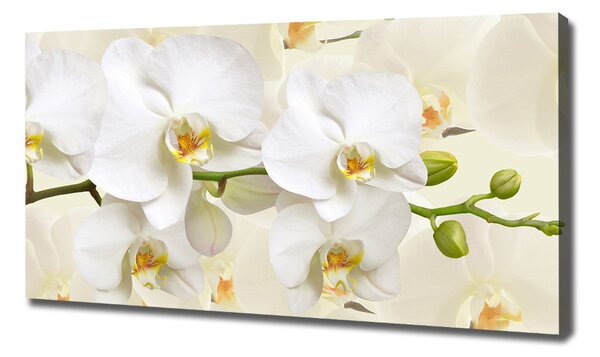 Foto obraz na plátně Orchidej oc-123330197