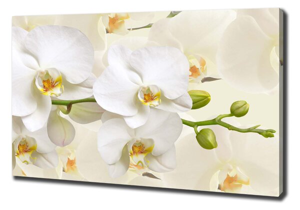 Foto obraz na plátně Orchidej oc-123330197