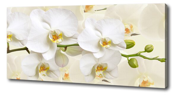 Foto obraz na plátně Orchidej oc-123330197