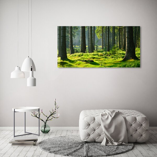 Foto obraz canvas Smrkový les oc-124579847