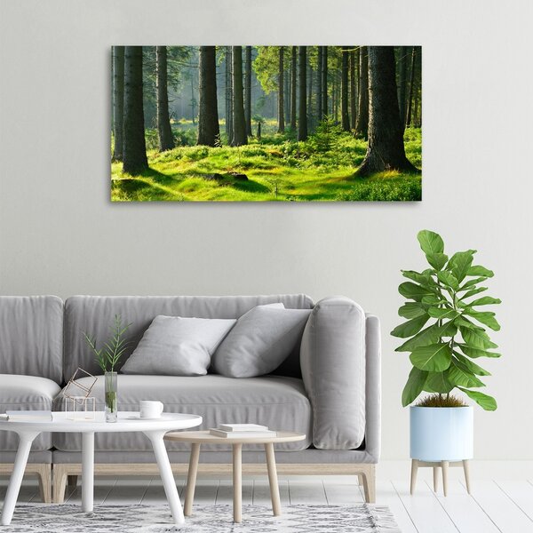 Foto obraz canvas Smrkový les oc-124579847