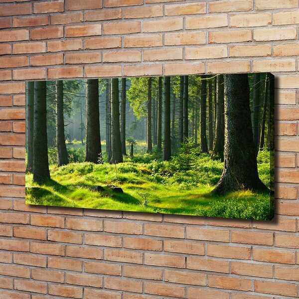 Foto obraz canvas Smrkový les oc-124579847