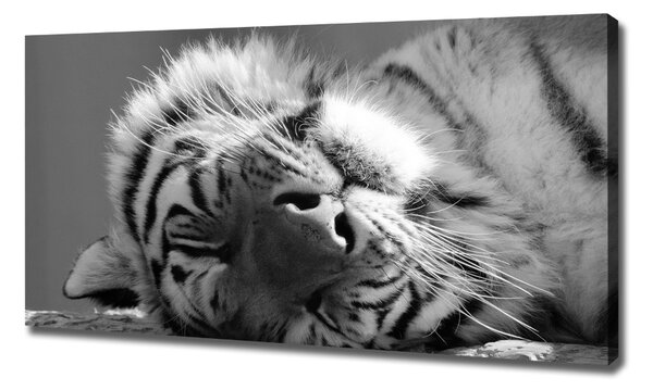 Foto obraz canvas Spící tygr oc-125000206