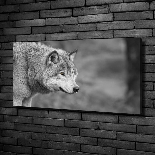 Foto obraz canvas Šedý vlk oc-125421387