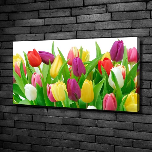 Moderní obraz canvas na rámu Barevné tulipány oc-12652067