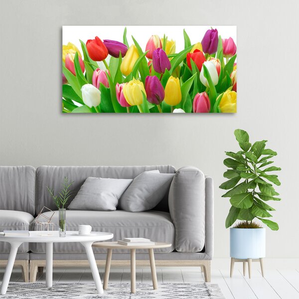 Moderní obraz canvas na rámu Barevné tulipány oc-12652067