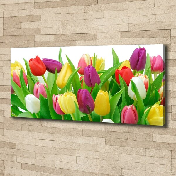 Moderní obraz canvas na rámu Barevné tulipány oc-12652067