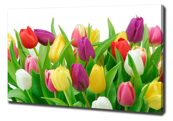 Moderní obraz canvas na rámu Barevné tulipány oc-12652067
