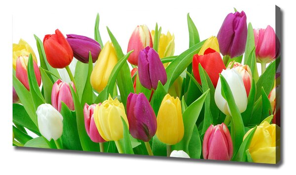 Moderní obraz canvas na rámu Barevné tulipány oc-12652067