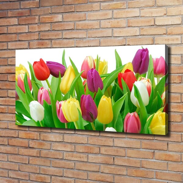 Moderní obraz canvas na rámu Barevné tulipány oc-12652067