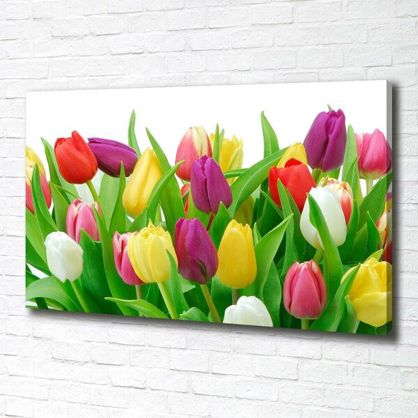 Moderní obraz canvas na rámu Barevné tulipány oc-12652067