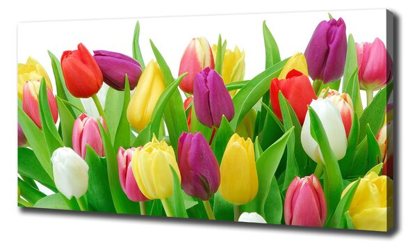 Moderní obraz canvas na rámu Barevné tulipány oc-12652067