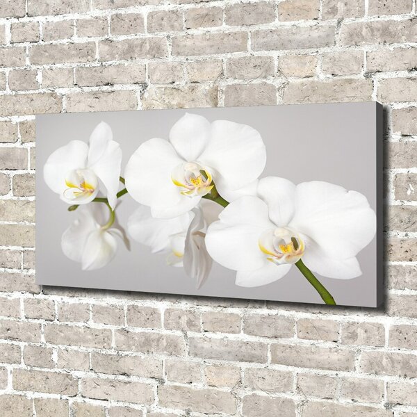 Foto obraz canvas Orchidej oc-133396361