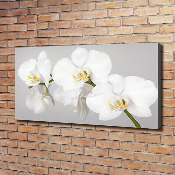 Foto obraz canvas Orchidej oc-133396361