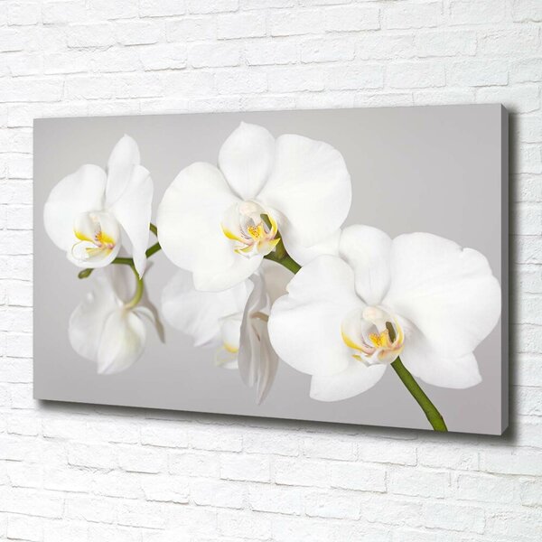 Foto obraz canvas Orchidej oc-133396361