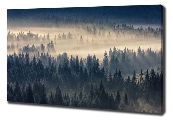 Foto obraz na plátně Mlha nad lesem oc-134224571