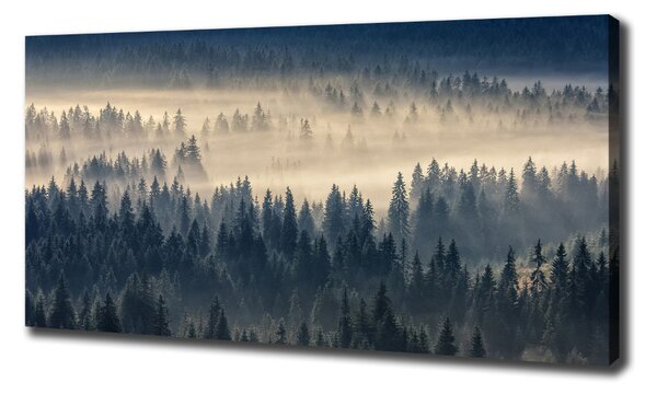 Foto obraz na plátně Mlha nad lesem oc-134224571