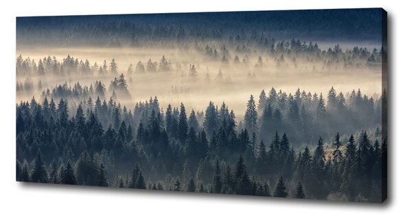Foto obraz na plátně Mlha nad lesem oc-134224571