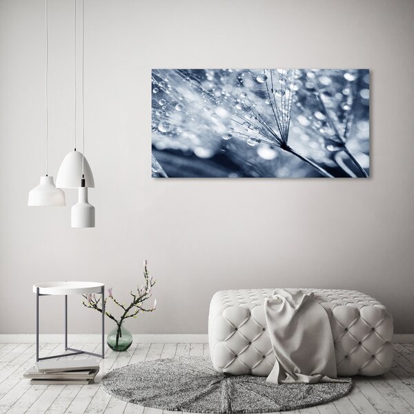 Foto obraz na plátně Semeno pampelišky oc-135676098