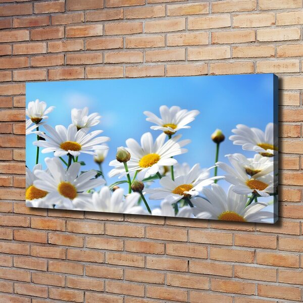 Moderní fotoobraz canvas na rámu Sedmikrásky oc-13584171